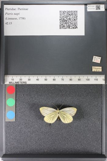 Media type: image;   Entomology 127739